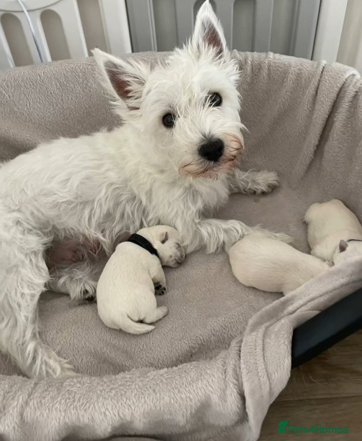 West Highland Terrier dogs West highland terrier (westie) - Advert 4