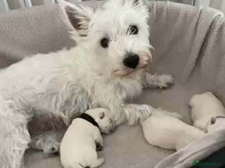 West Highland Terrier dogs West highland terrier (westie) - Advert 4