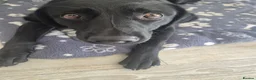 Labrador Retriever dogs for sale: Nova the Labrador  in Bury Saint Edmunds - Advert 5