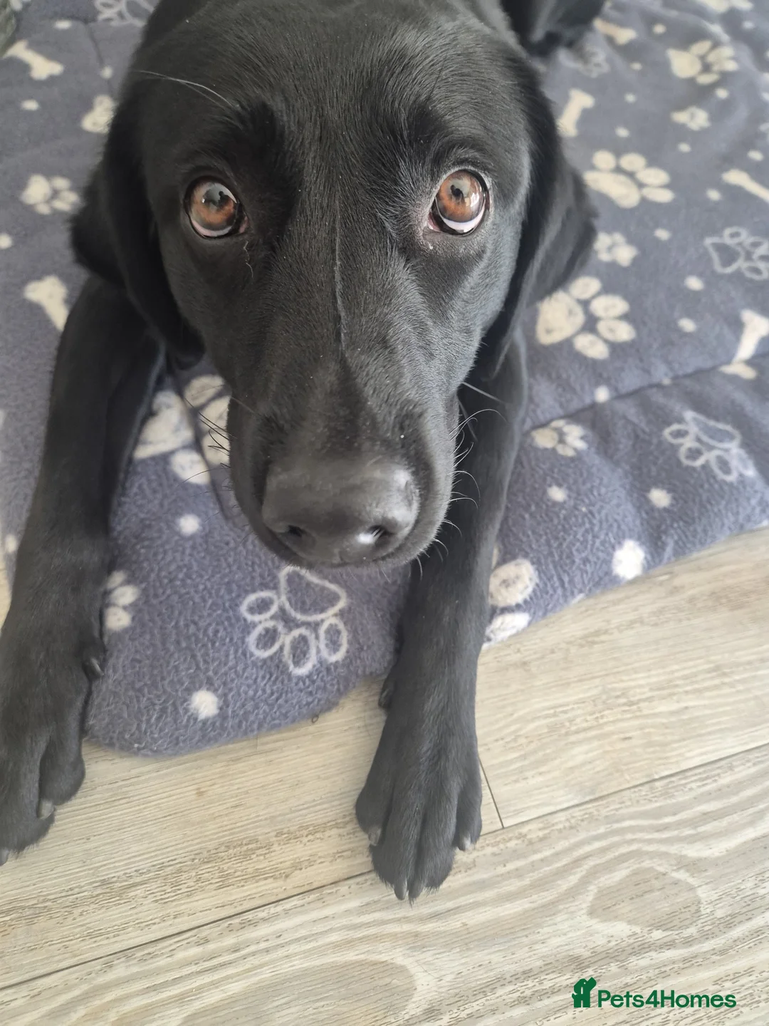 Labrador Retriever dogs for sale: Nova the Labrador  in Bury Saint Edmunds - Advert 5