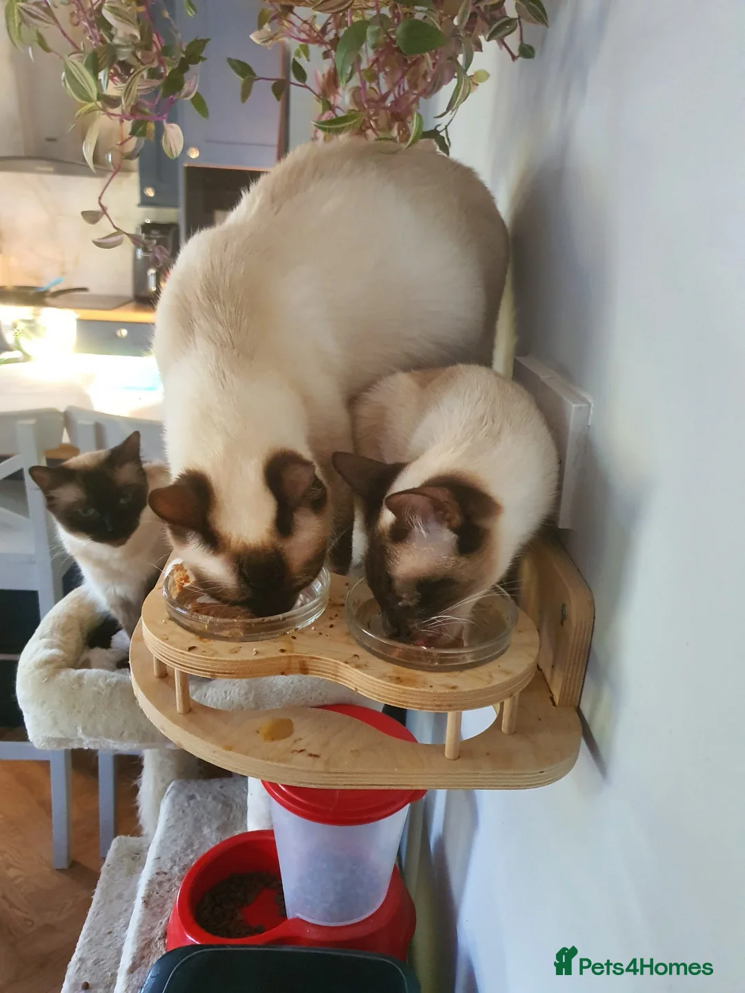 Ragdoll cats for sale: Shorthaired Ragdoll Females - very loving!! - Advert 2