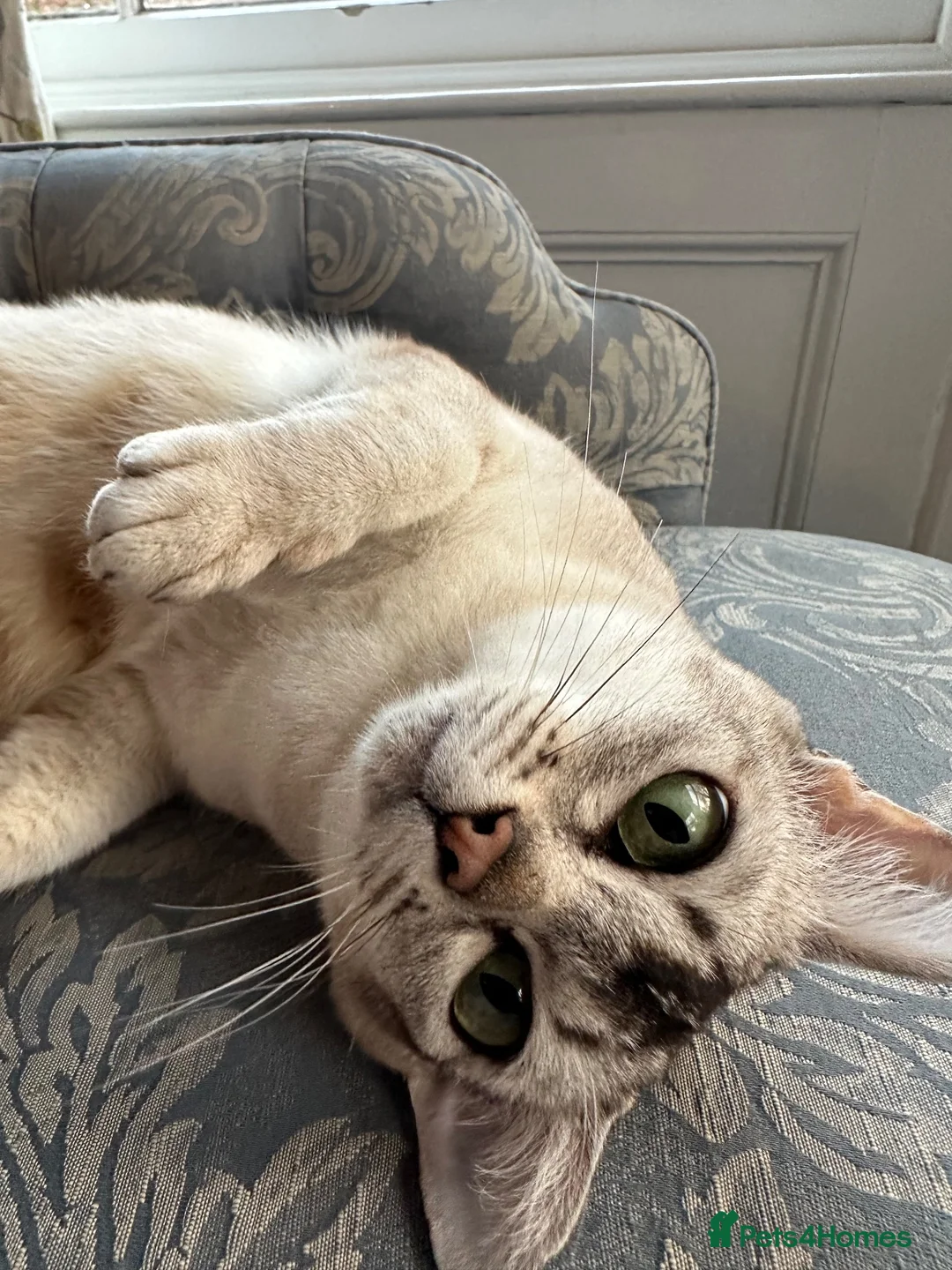 Burmese cats for sale: GCcF reg pedigree kittens  - Advert 2
