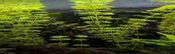 Other/Mixed Breed fish for sale: Tropical fish  - Advert 10