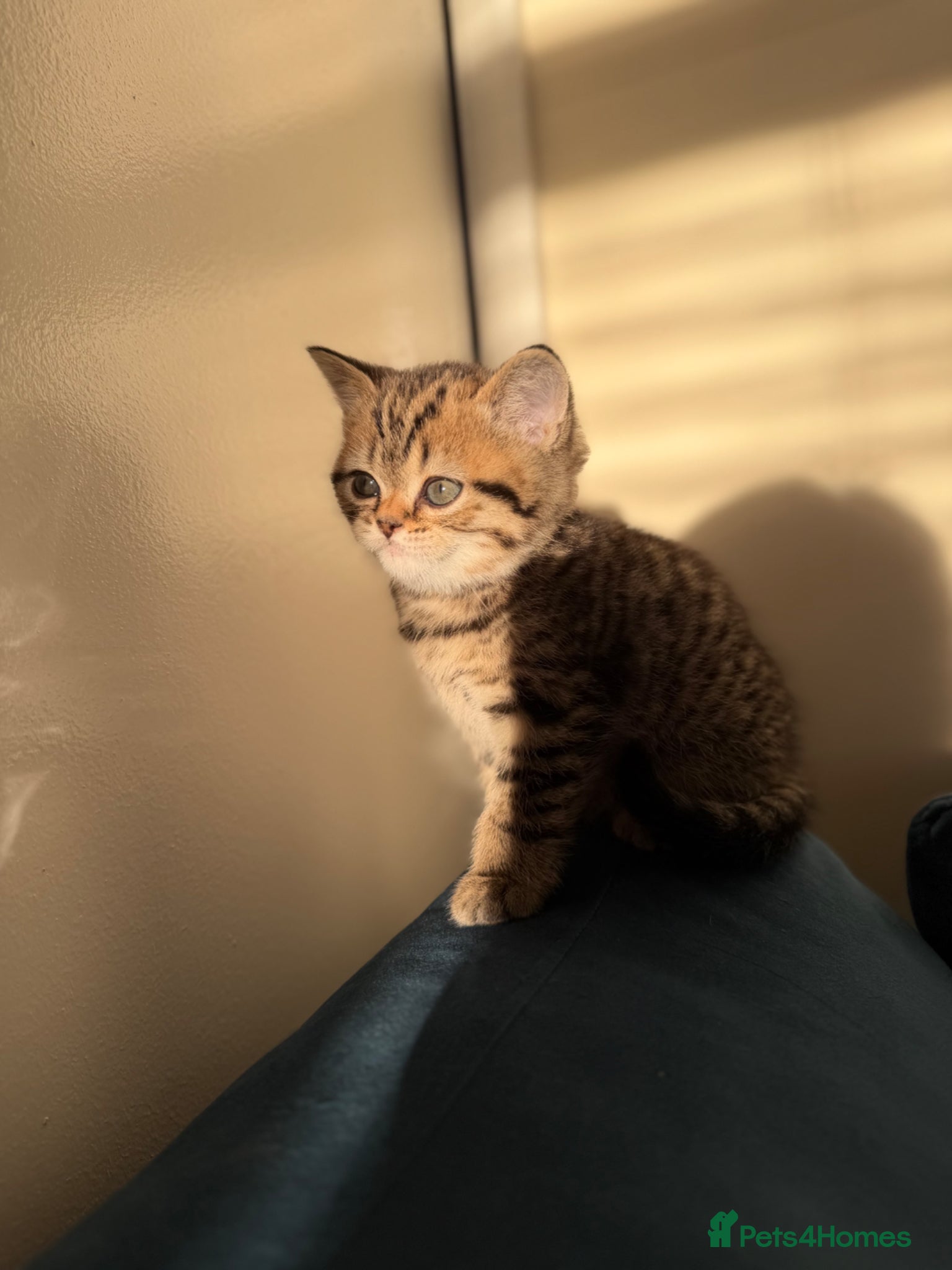 Scottish Fold cats Scottish fold black smoke kitten  - Advert 11