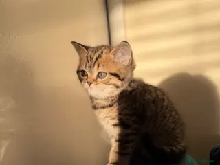 Scottish Fold cats Scottish fold black smoke kitten - Advert 11