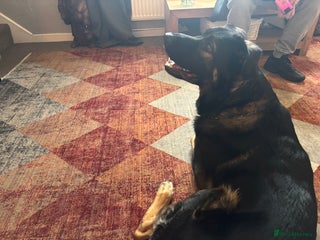 Mixed Breed dogs for sale: Beautiful Tyson - Advert 1