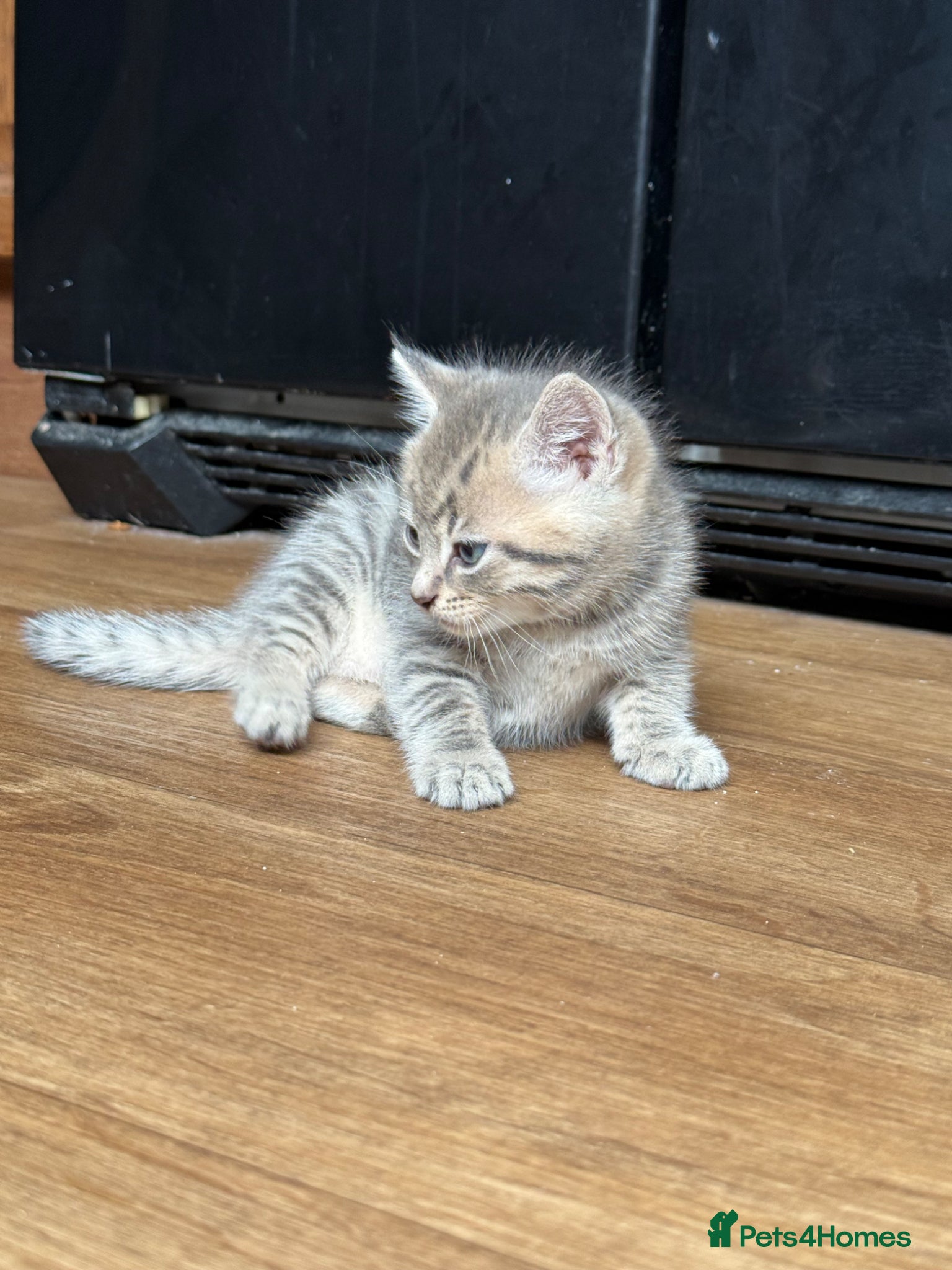 Mixed Breed cats for sale: 1 boy & 3 girl kittens 🐈🐾🩷🩵 - Advert 8