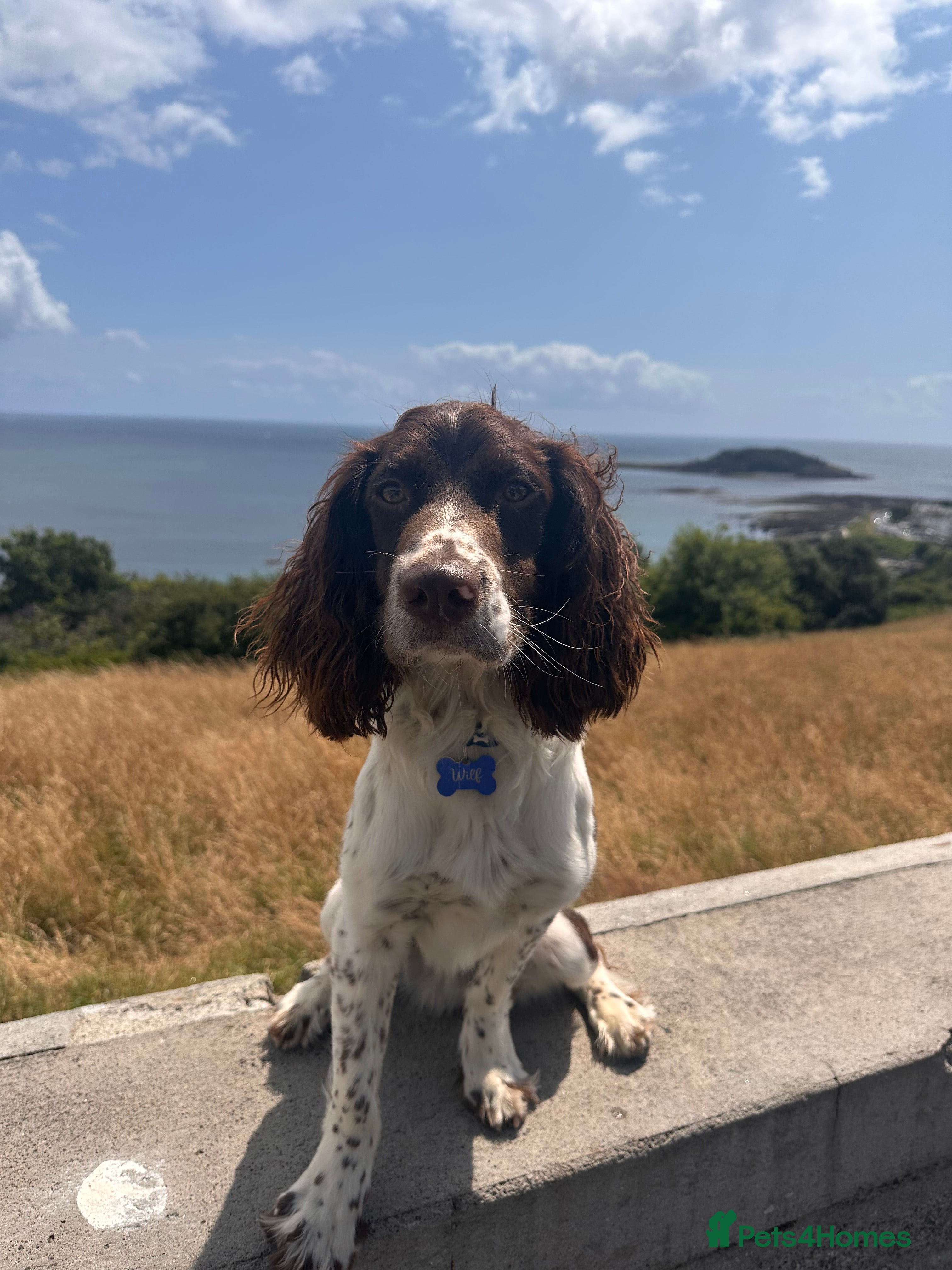 English Springer Spaniel dogs English Springer Male for Stud - Advert 2