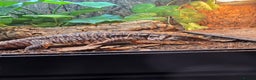 Monitor reptiles for sale: Devil Line Red Tegu Female CB25 - Advert 4