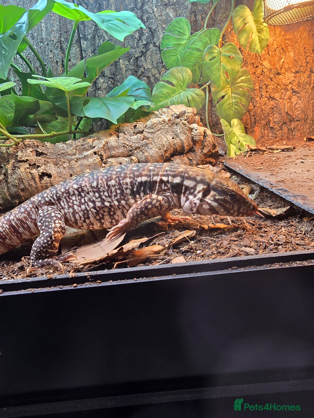 Monitor reptiles for sale: Devil Line Red Tegu Female CB25 - Advert 4