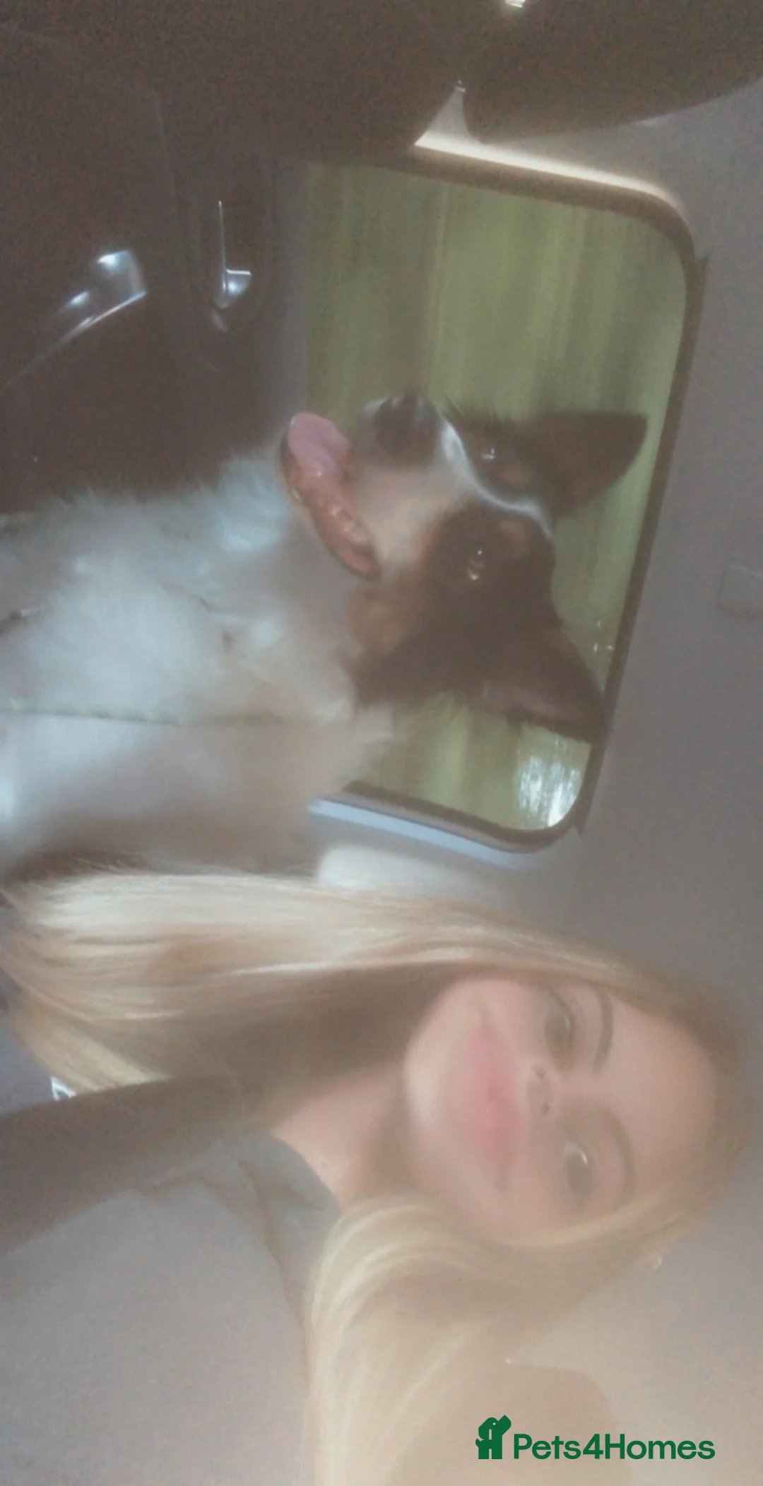 Border Collie dogs for sale: Experienced forever home only  - Advert 14