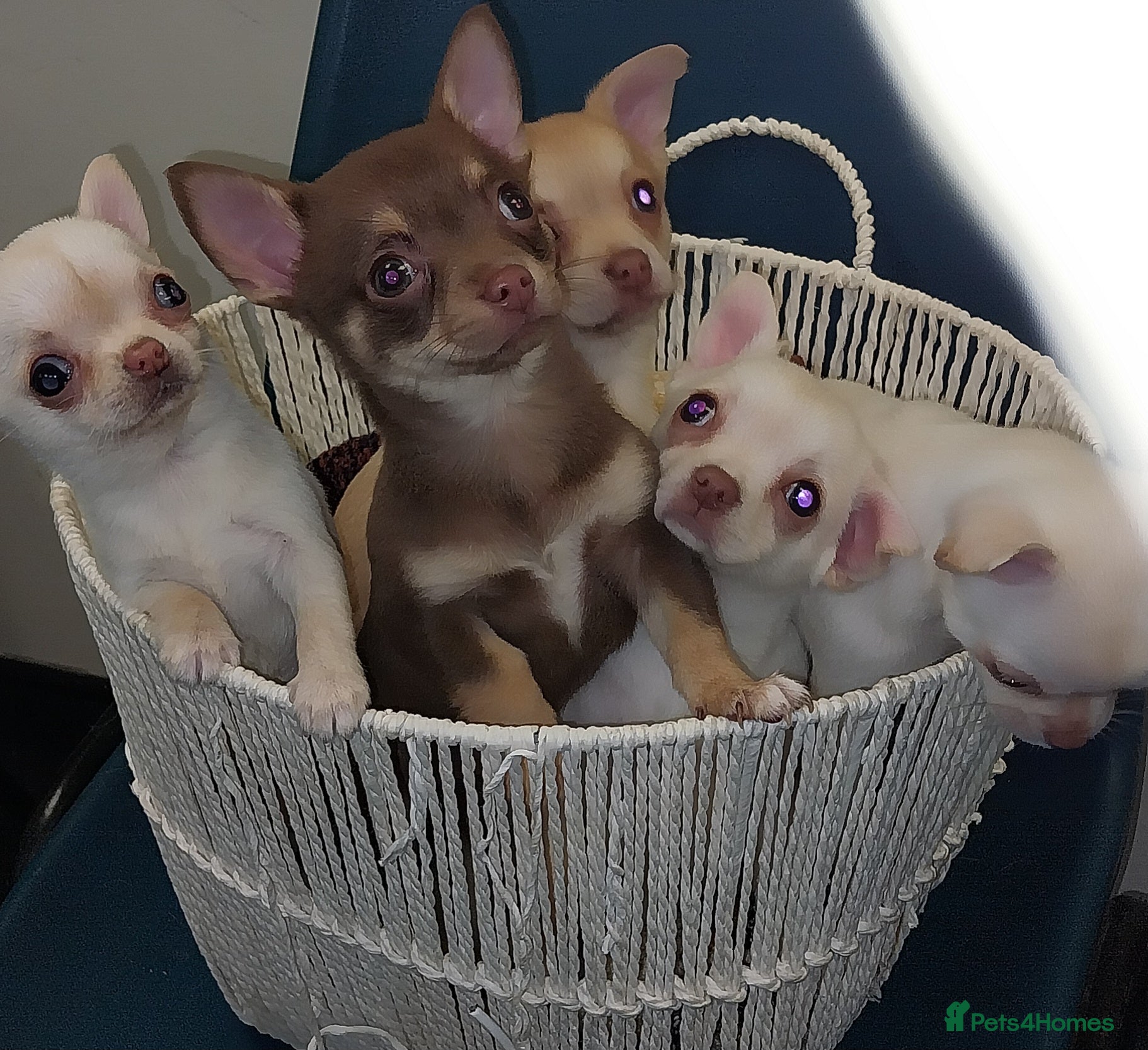Chihuahua dogs Chihuahua puppies  - Advert 12