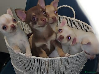 Chihuahua dogs Chihuahua puppies - Advert 12