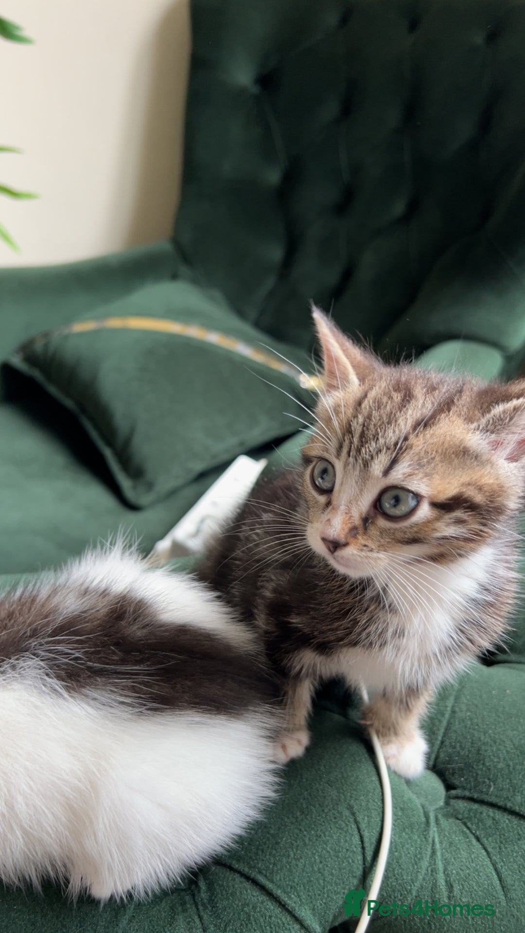 Mixed Breed cats for sale: Kittens for sale  - Image 10
