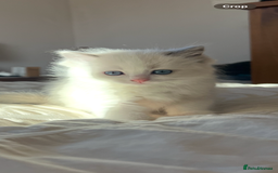 Ragdoll cats for sale: Stunning Ragdoll kittens. Ready 12 December - Image 6