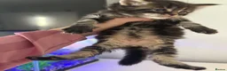 Maine Coon cats for sale: Maine coon kittens  in Winsford - Advert 4