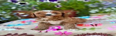Cavapoo 2