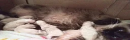 Ragdoll cats for sale: 😸😸😸Pure Ragdoll kittens 😸😸😸 - Advert 3