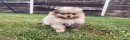 Pomeranian dogs for sale: 🍫🍦 CHOCOLATE CREAM MEARLE TEDDY BEARS🍫🍦 - Advert 2