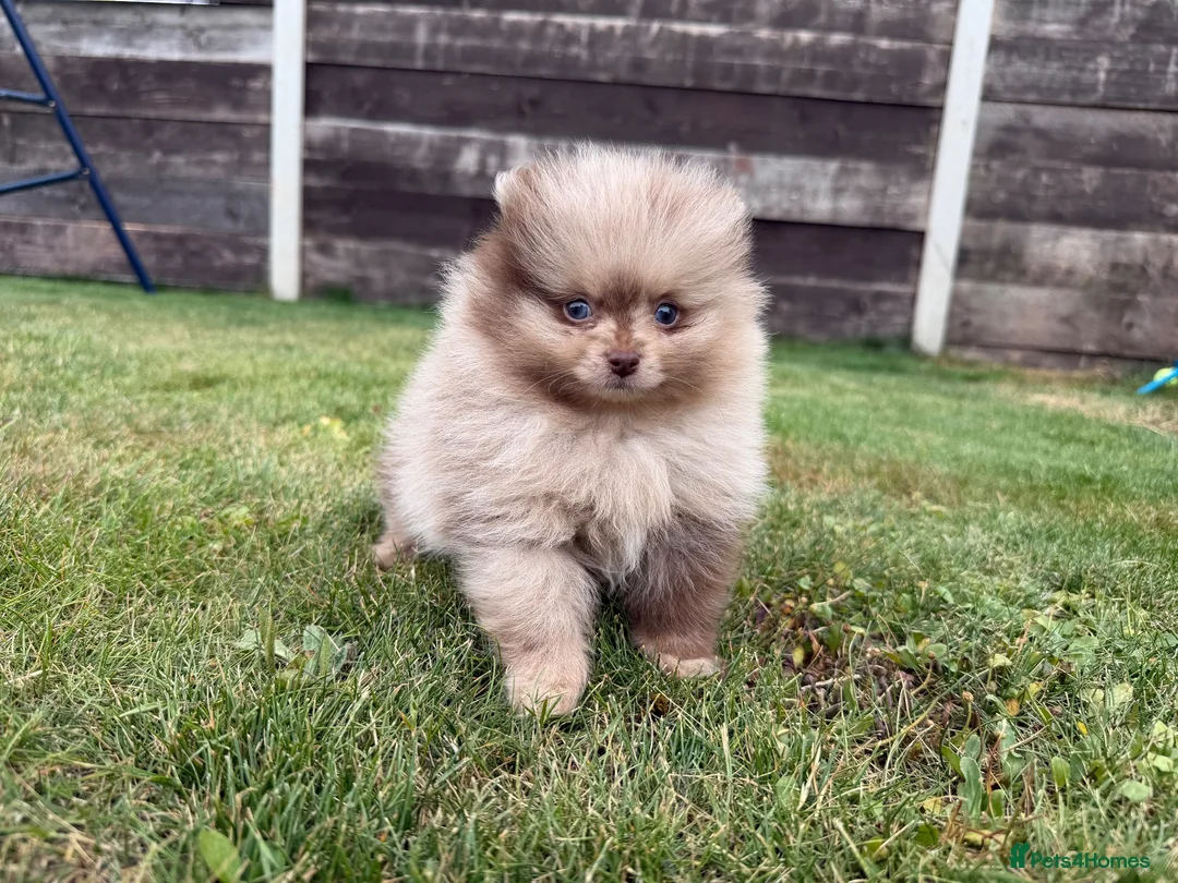 Pomeranian dogs for sale: 🍫🍦 CHOCOLATE CREAM MEARLE TEDDY BEARS🍫🍦 - Advert 2