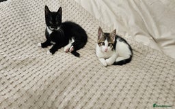 Mixed Breed cats for sale: Beautiful friendly kitties 💖 ready for homes 💕 - Image 27