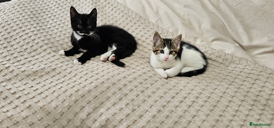 Mixed Breed cats for sale: Beautiful friendly kitties 💖 ready for homes 💕 - Image 27