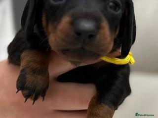 Dachshund dogs Long haired mini Daschund - Advert 13