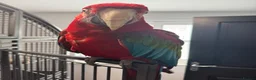 Macaws birds for sale: Green Winged Macaw - Advert 4
