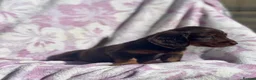 Miniature Dachshund dogs for sale: Miniature long haired dachshund  in Leeds - Advert 17