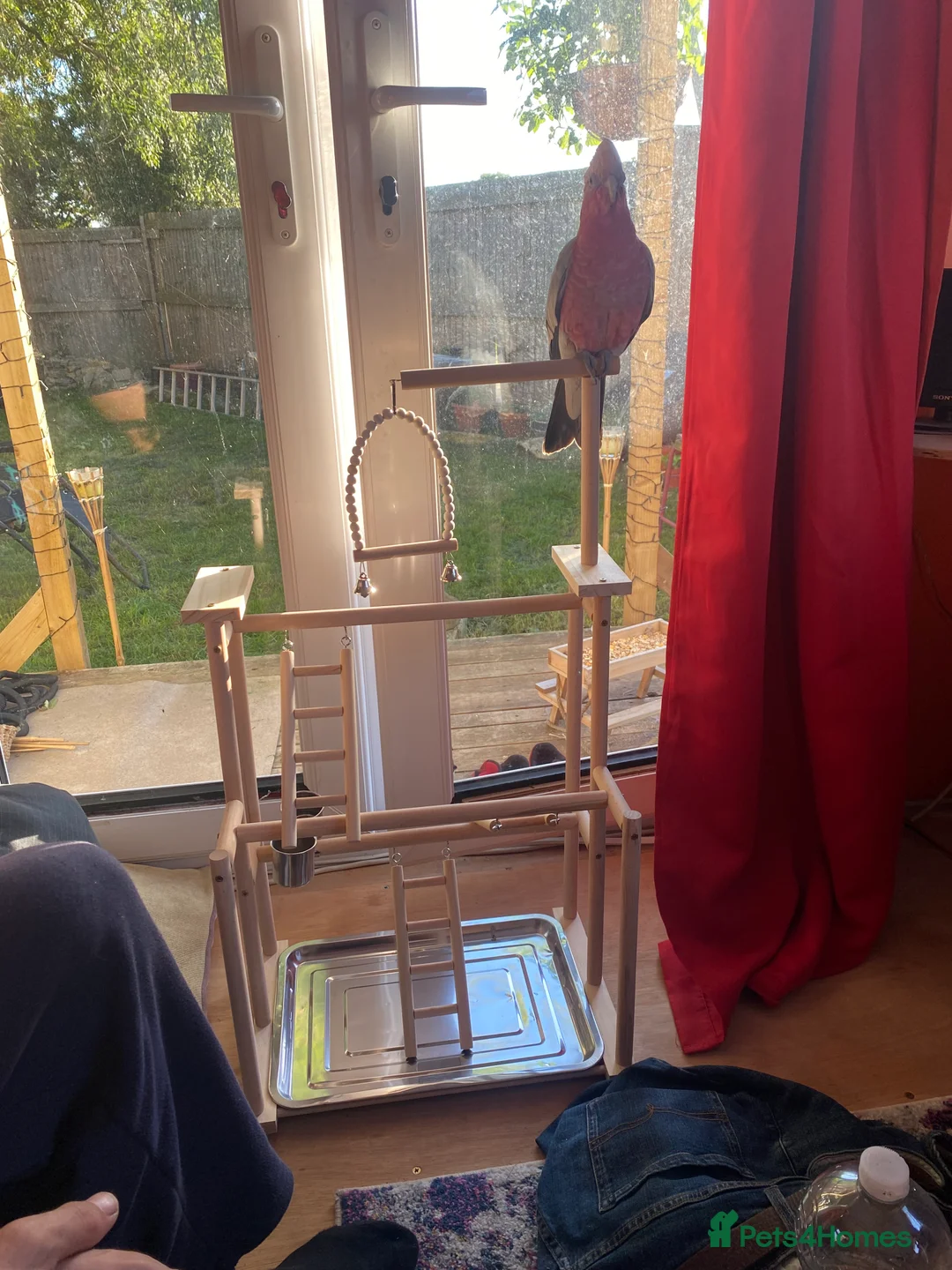 Cockatoo birds for sale: 10 month old male galah cockatoo - Advert 6