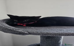 Mixed Breed cats for sale: 2 black famele kittens  - Image 2