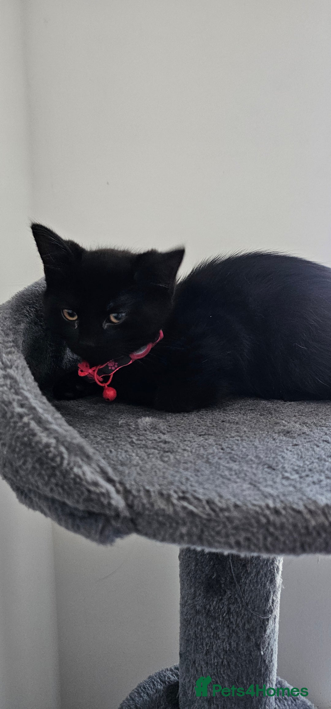 Mixed Breed cats for sale: 2 black famele kittens  - Image 2