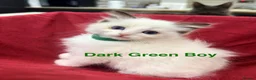 Ragdoll cats for sale: Purebred Ragdoll Kittens  - Advert 15