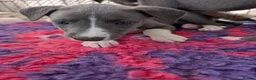 Whippet dogs for sale: KC Reg Whippet Pups-Heart Tested Clear Parents - Advert 26