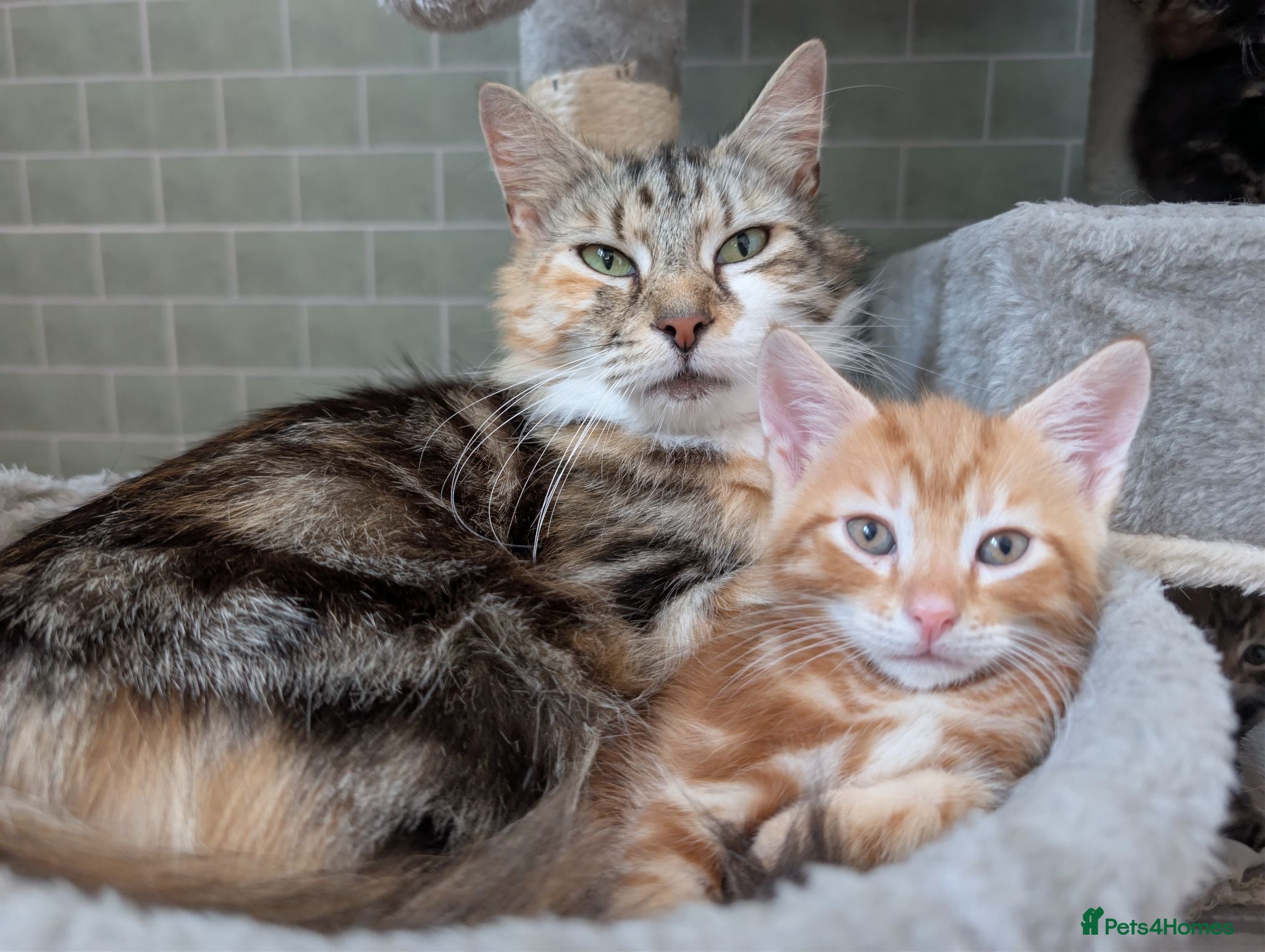 Mixed Breed cats Siberian X Bengal kittens for sale - Advert 3