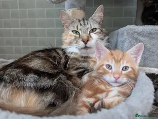 Mixed Breed cats Siberian X Bengal kittens for sale - Advert 15