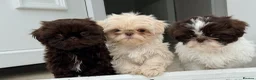Shih Tzu dogs for sale: Imperial shih tzu puppies  - Advert 4