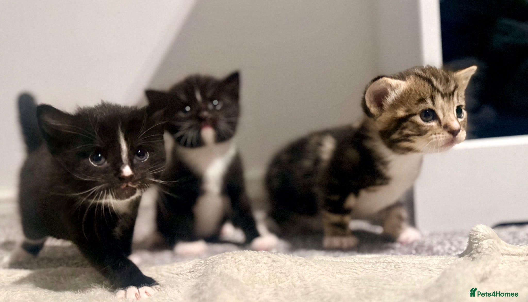 Turkish Angora cats 🐾 Exceptional Turkish Angora x Kittens in Belper - Advert 2