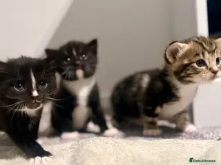 Turkish Angora cats 🐾 Exceptional Turkish Angora x Kittens in Belper - Advert 2