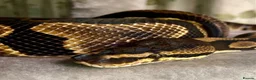 Python Snake reptiles for sale: Ball pythons looking for new home  - Advert 8