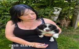 Border Collie dogs for sale: Beautiful baby borders  - Image 6