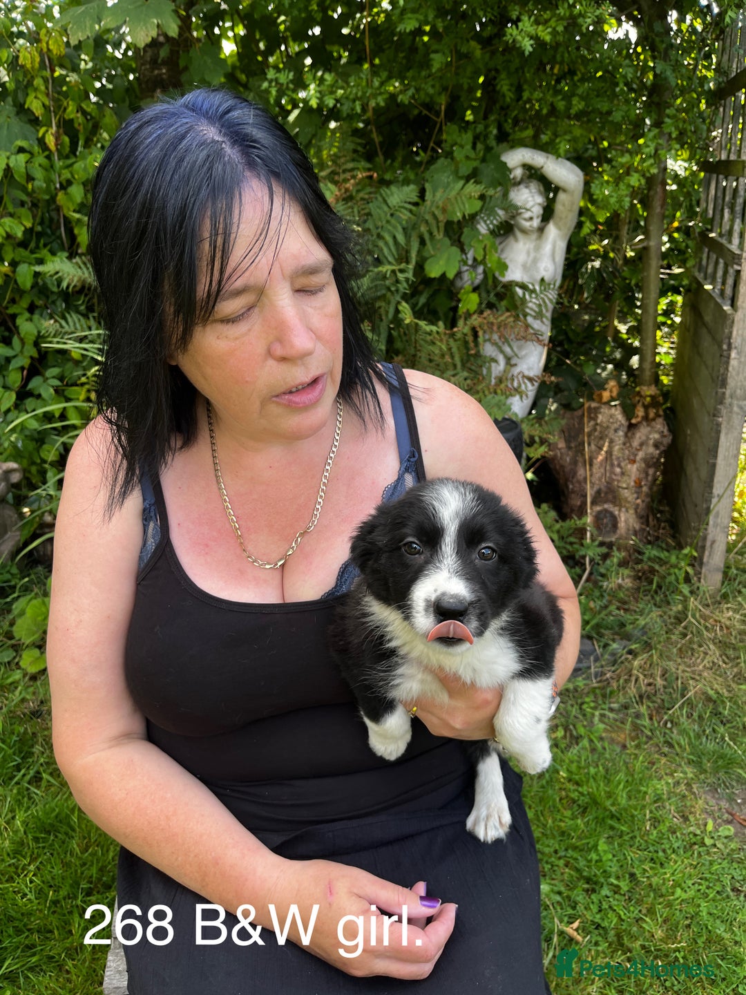 Border Collie dogs for sale: Beautiful baby borders  - Image 6