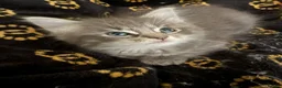 Ragcoon cats for sale: Beautiful raccoon kittens  - Advert 21