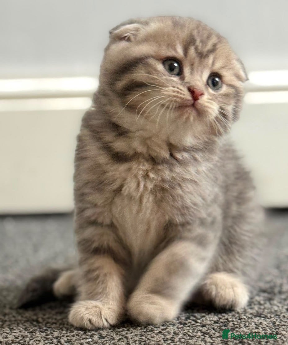 British Shorthair cats Only 3 gorgeaus e kitty are left  - Advert 1
