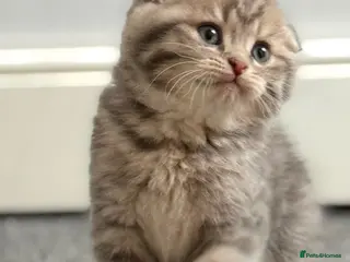 British Shorthair cats Only 3 gorgeaus e kitty are left - Advert 1