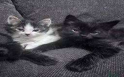 Mixed Breed cats for sale: Beautiful kittens  - Image 3