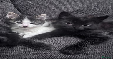 Mixed Breed cats - Advert 2