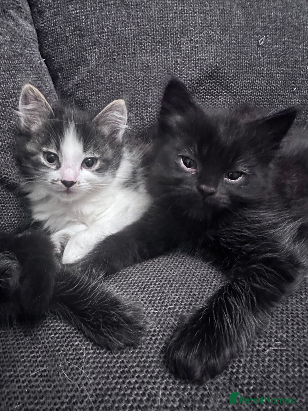 Mixed Breed cats for sale: Beautiful kittens  - Image 3