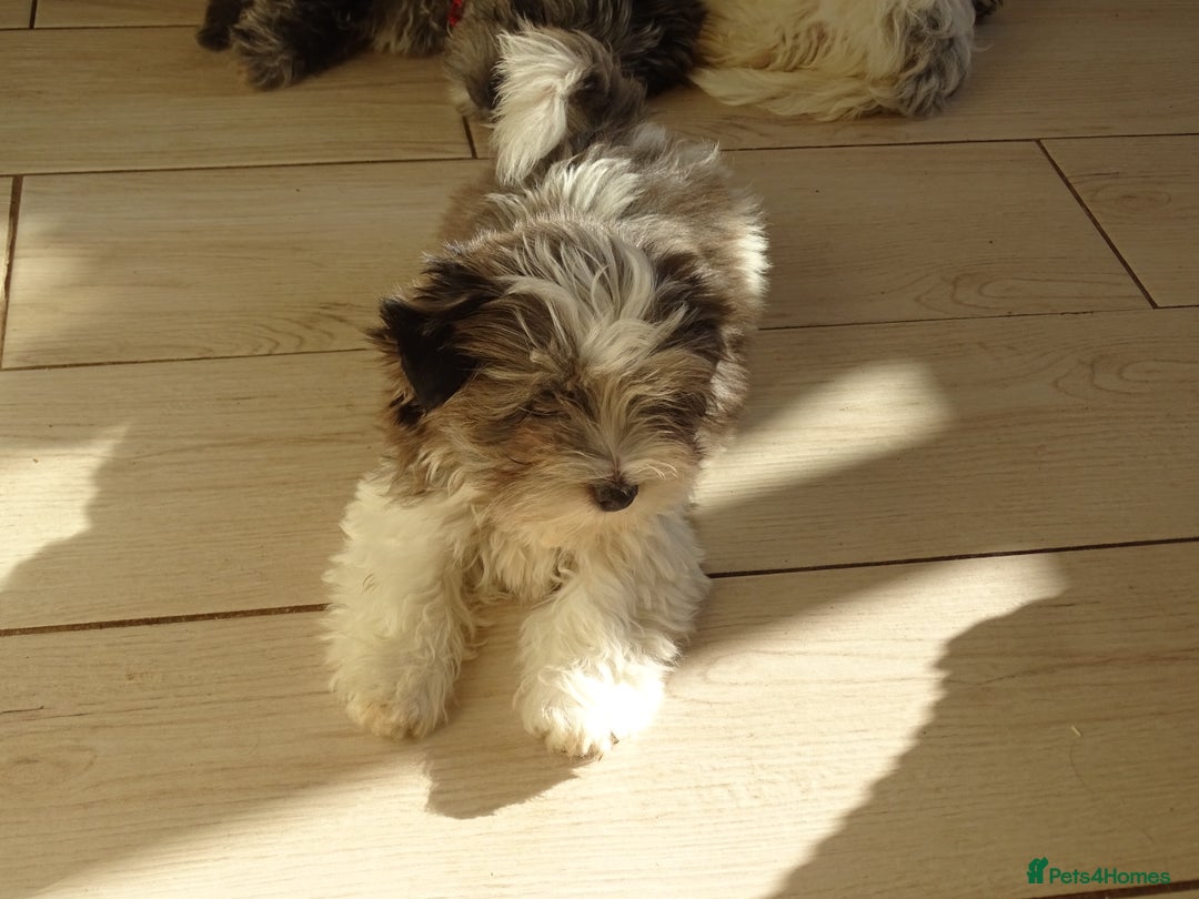 Yorkshire Terrier dogs for sale: Rare Colourful Pedigree Yorkies Certified Breeder - Image 7