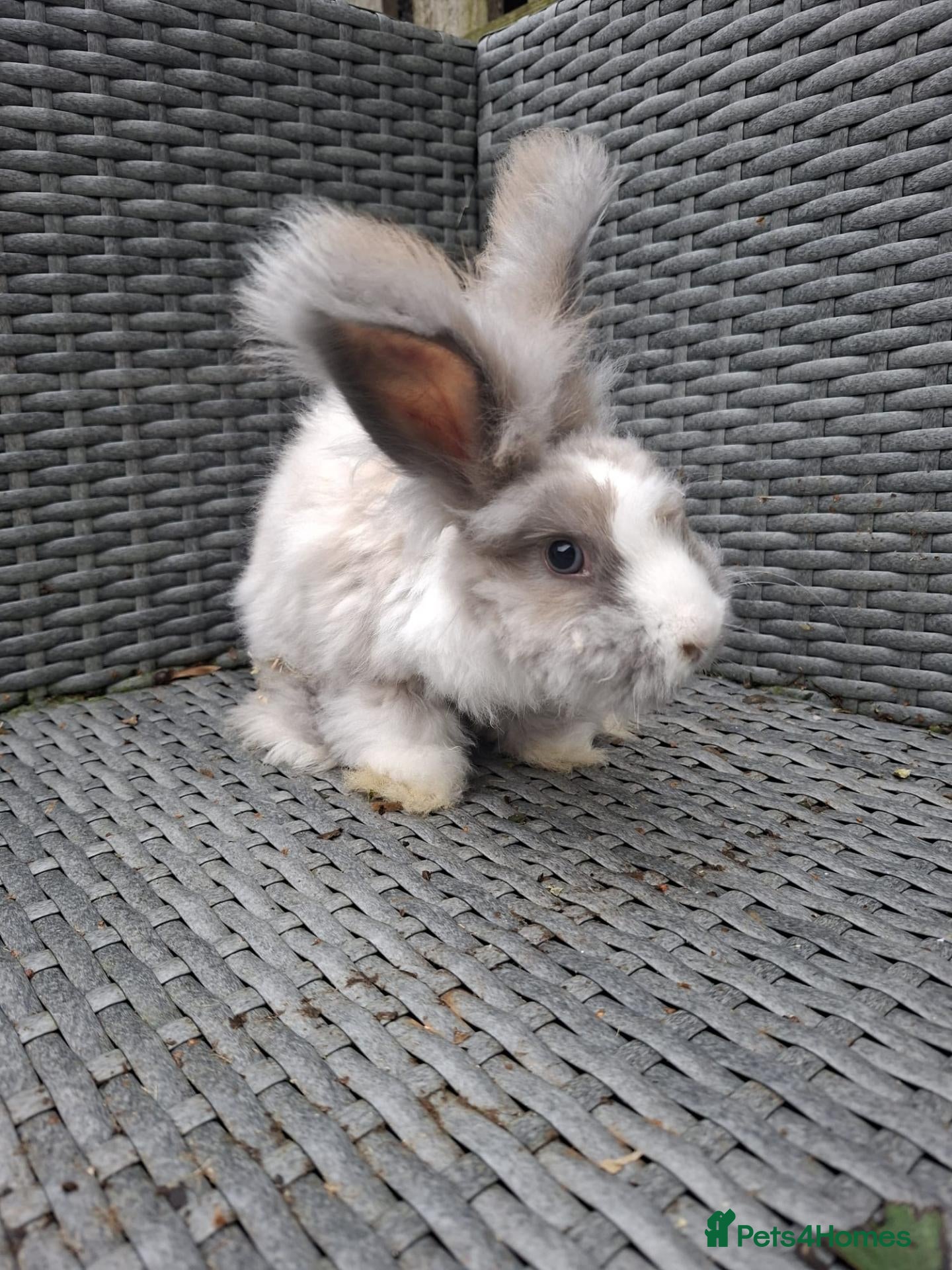 Lionhead rabbits for sale: (LAST 2) Lion head x Angora - Advert 1